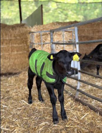 Beautiful black mini calf available 1