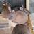 Rabbits in Southport 11 thumbnail