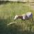 Starter sheep flock, gentle ram 4 thumbnail