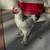 Young Rooster light brahma 1 thumbnail