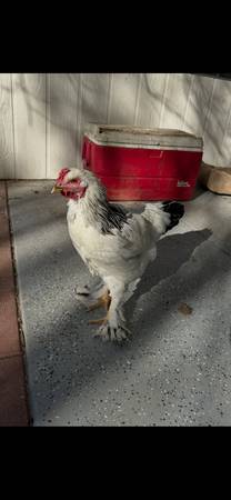 Young Rooster light brahma 1
