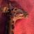 EXTRA LARGE LEATHER GIRAFFE FIGURE 18" TALL RARE COLLECTIBLE 3 thumbnail