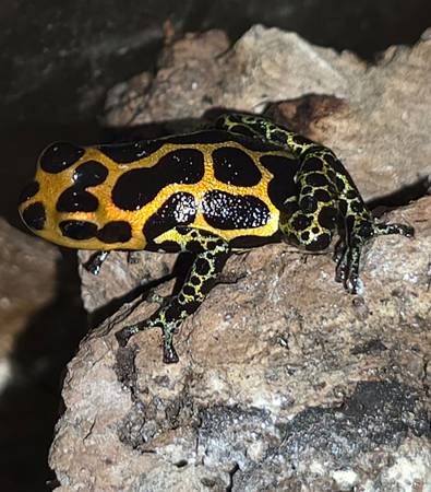 Dart frogs 1