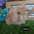 Lionlop Bunnies 10 thumbnail