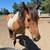 9 year old horse 12 thumbnail
