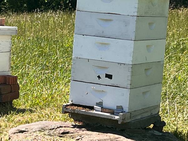6 bee hives 1