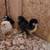 Rainbow egger chicks chance of frizzle 3 thumbnail
