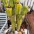 Cactus collection 5 thumbnail