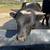 mini bull 3 thumbnail