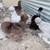 Silkie Hens ~All Feather Types Silkie, Satin, Frizzle, Satin Frizzle 13 thumbnail
