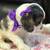 Cocker Spaniel 14 thumbnail