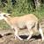 Young Katahdin Ram 2 thumbnail