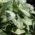 VINTAGE Butterfly Arrowhead Vine HOUSEPLANT Syngonium Podophyllum 6 thumbnail