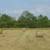 Round Bale - 4' x 4.5' 3 thumbnail