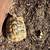 Herman’s tortoise 2 thumbnail