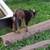 Nigerian Dwarf Goats does 1 thumbnail