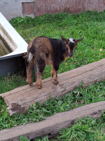Nigerian Dwarf Goats does 1