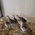 India Blue Peachicks 1 thumbnail
