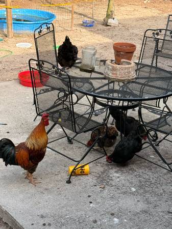 Free rooster 1