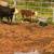 Hereford heifers 1 thumbnail