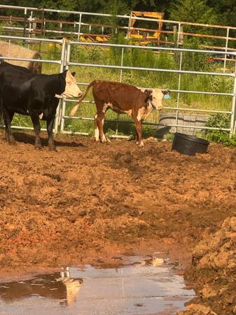 Hereford heifers 1