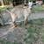 Kinder doeling -pet quality 1 thumbnail