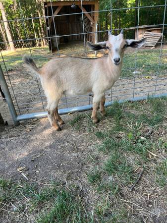 Kinder doeling -pet quality 1