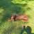 Female Doberman 2 thumbnail
