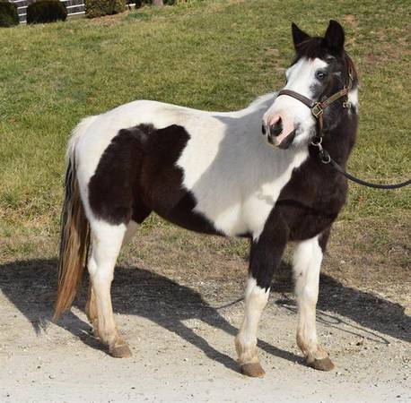 TESSA - 16 YEARS OLD BLACK AND WHITE PONY MARE 1