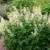 Native Plant: Goatsbeard (Aruncus dioicus) 4 thumbnail
