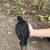 Gamefowl Easter Egger Cross Trio 11 thumbnail