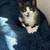 Tuxedo 4 thumbnail