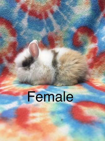 Bunnies 1