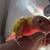 Conure 1 thumbnail