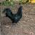 Ayam Cemani Rooster 1 thumbnail