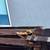 Termite damage repairs/ carpenter 18 thumbnail