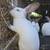 Rabbits 2 thumbnail