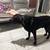 AKC Labradors 11 thumbnail