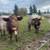 Beef Shorthorn Cows 10 thumbnail