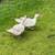 muscovy duck hatching eggs 4 thumbnail