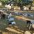 lambs/goats grazing 1 thumbnail