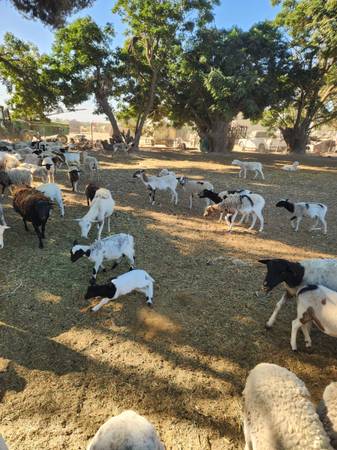 lambs/goats grazing 1