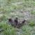 Muscovy ducks 2 thumbnail