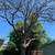 English walnut tree 1 thumbnail