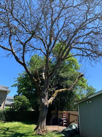 English walnut tree 1