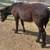 “Zeke” ❤️ freisian cross colt- sweetest horse ever 5 thumbnail