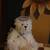 Boyd's Bears 7 thumbnail