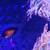 Reef Aquarium 16 thumbnail