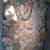 Buff Orpingtons chicks 3 thumbnail