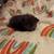 Manx kittens 1 thumbnail